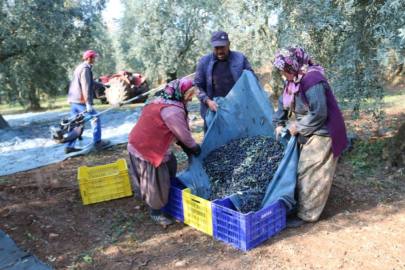 2024-2025 yılının zeytin maliyeti