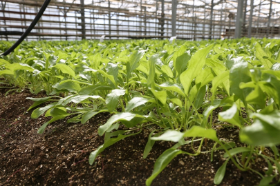 Konya Şeker pancar testlerinde dünya liginde!