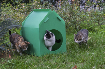 İzmir Büyükşehir’den sokak kedilerine sıcak yuva desteği