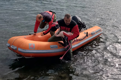 İzmir İtfaiyesi ayağına misina dolanan flamingoyu kurtardı