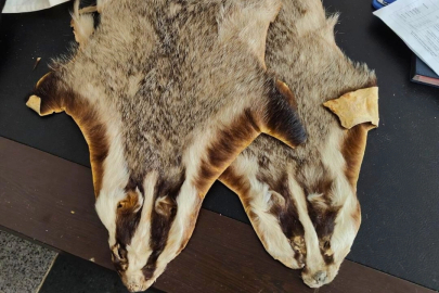 Kilis’te Suriye’den Türkiye’ye getirilen 5 hayvan postu bulundu