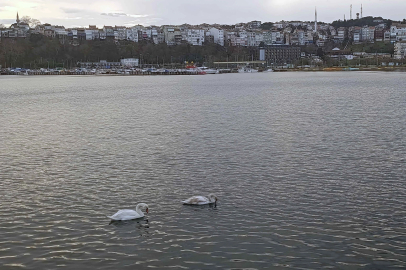 Şile Limanı’nda nadir görüntü... İki kuğu ilgi odağı oldu