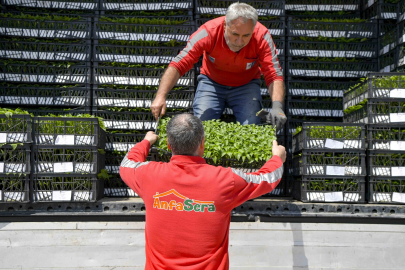 Ankara Büyükşehir’den çiftçilere 624 bin fide desteği